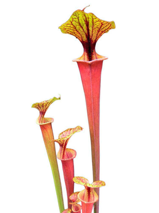 Sarracenia flava var. rubricorpora  F110 MK