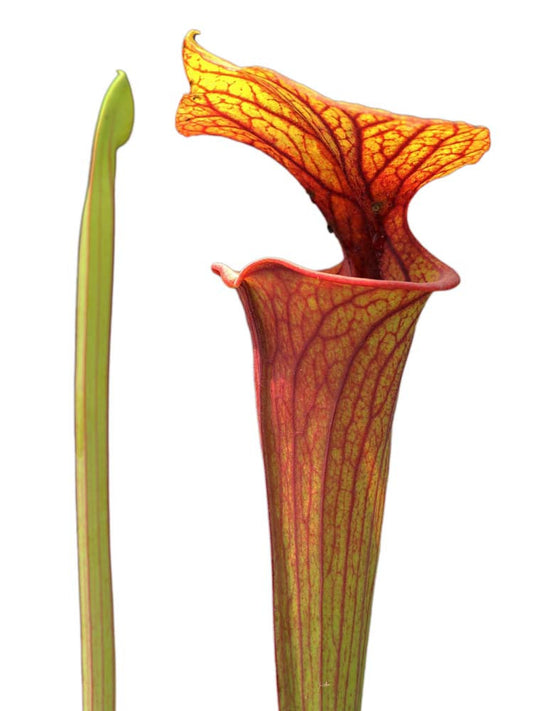 Sarracenia flava var. rubricorpora  F56 MK