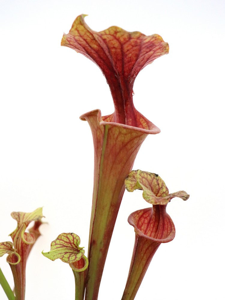 Sarracenia flava var. rubricorpora  Meeting Mira ( Enry69 )