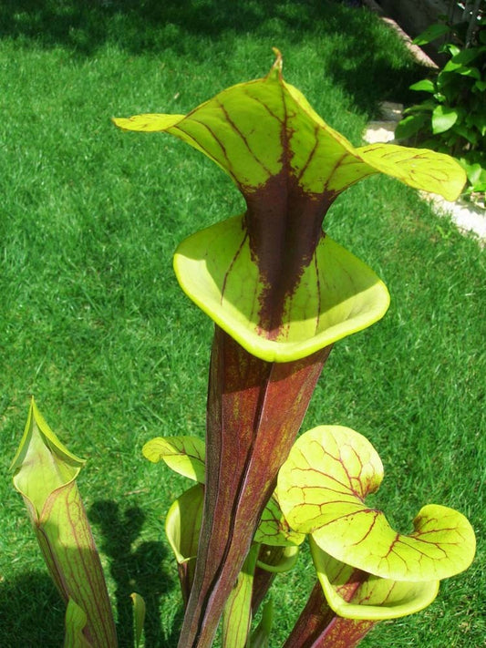Sarracenia flava var. rubricorpora " Red throat "