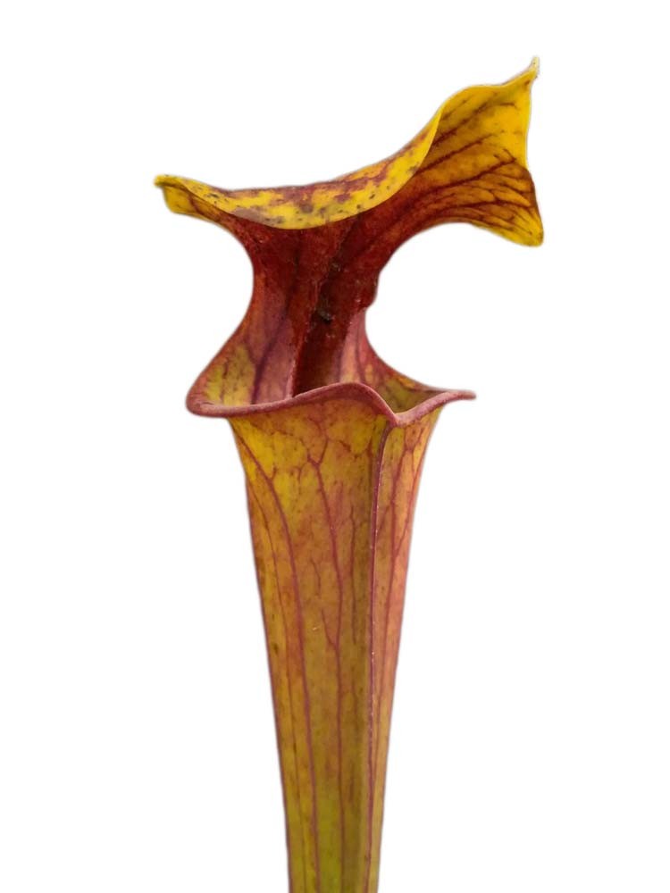 Sarracenia flava var. rubricorpora , Wewahitchka ,FL.   F162 MK
