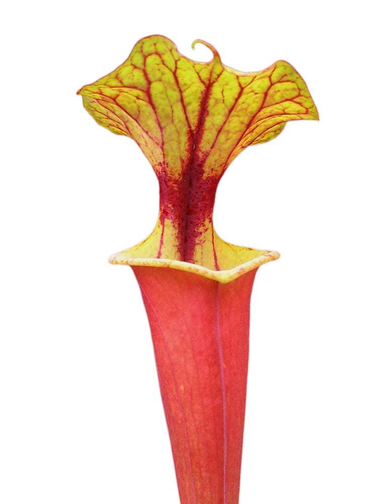 Sarracenia flava var. rubricorpora , giant red tube , Apalachicola F112 MK