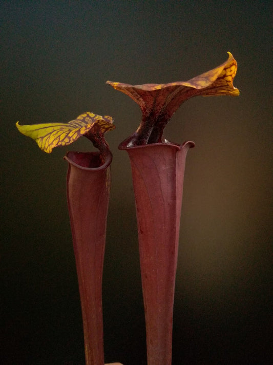 Sarracenia flava var. rubricorpora , very dark marroon tube F149 MK