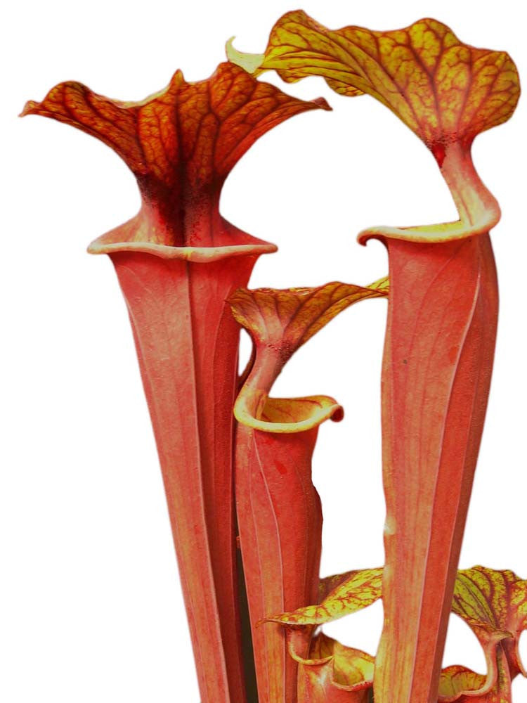 Sarracenia flava var. rubricorpora near Sumatra