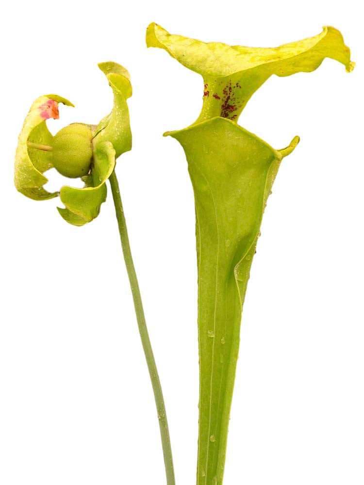 Sarracenia flava var. rugelii  Homerville Airport, Ware County, Georgia
