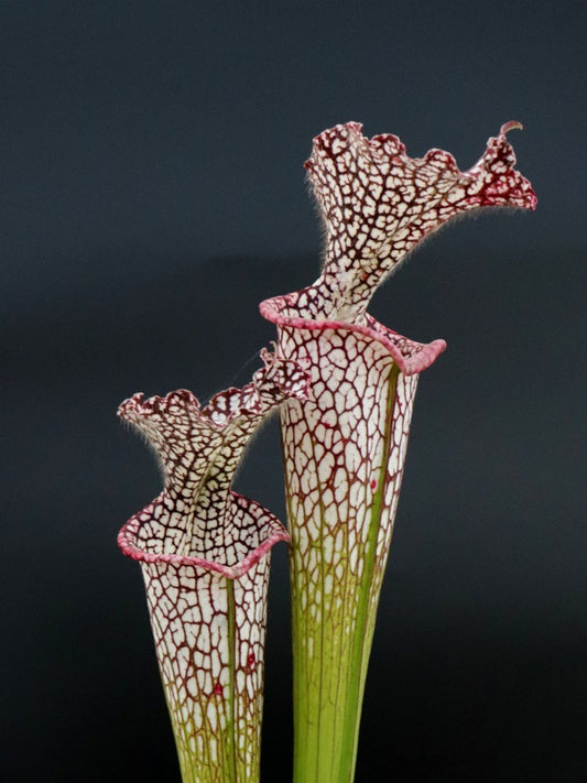 Sarracenia leucophylla "Helmuth's delight" L81 MK