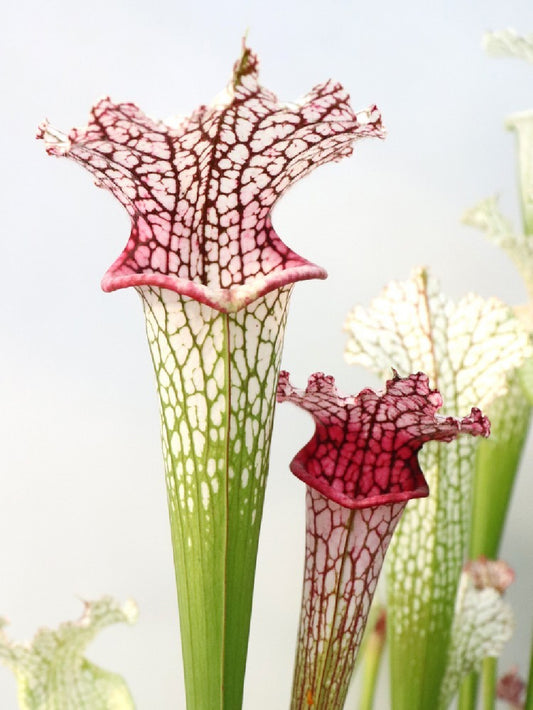 Sarracenia leucophylla "Hot pink" GC Selection