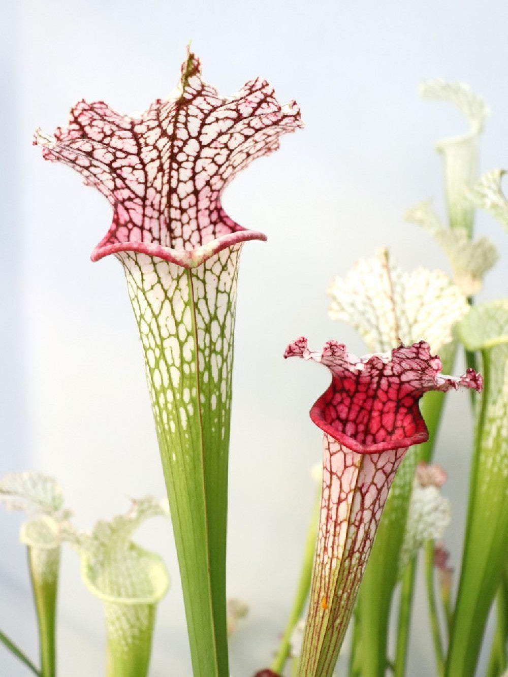 Sarracenia leucophylla "Hot pink" GC Selection
