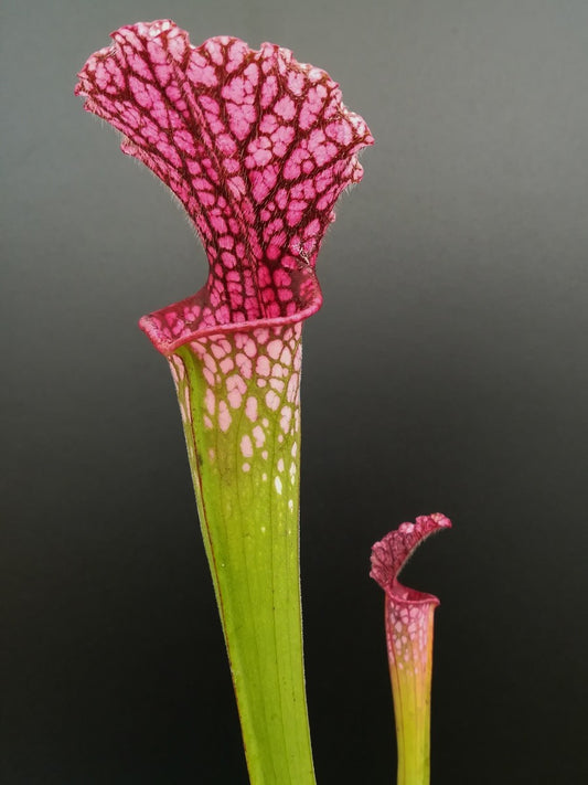 Sarracenia leucophylla "Hot pink" , Splinter