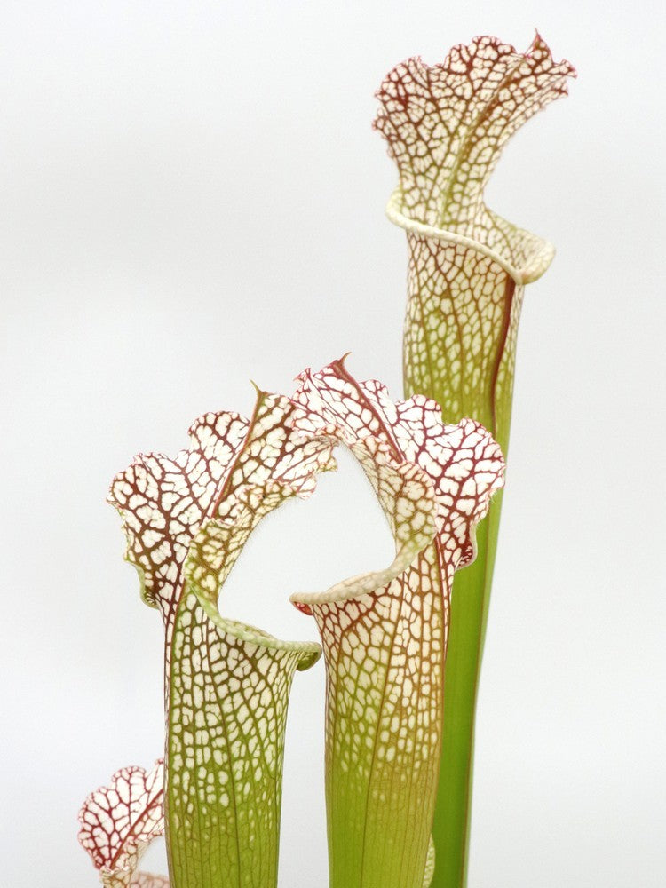 Sarracenia leucophylla L104G MK