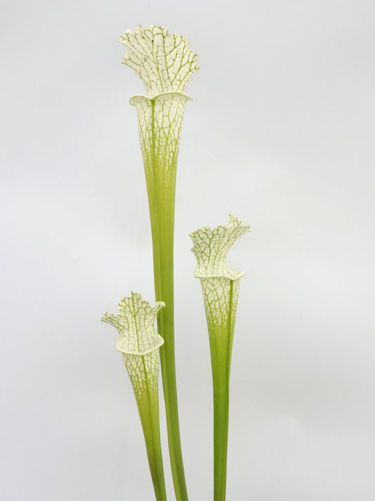 Sarracenia leucophylla L14 MK x L04 MK