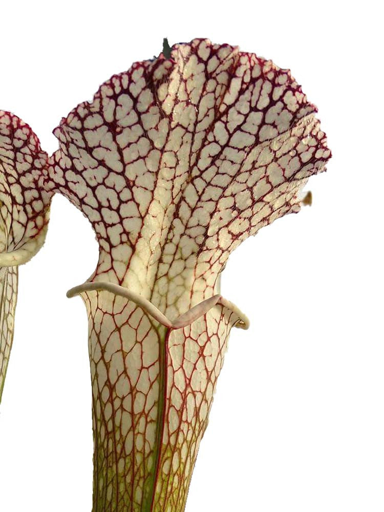 Sarracenia leucophylla L3 Altair