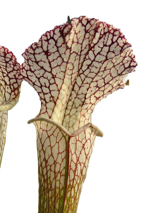 Sarracenia leucophylla L3 Altair