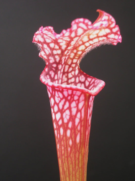 Sarracenia leucophylla L43 MK Pink upper tube