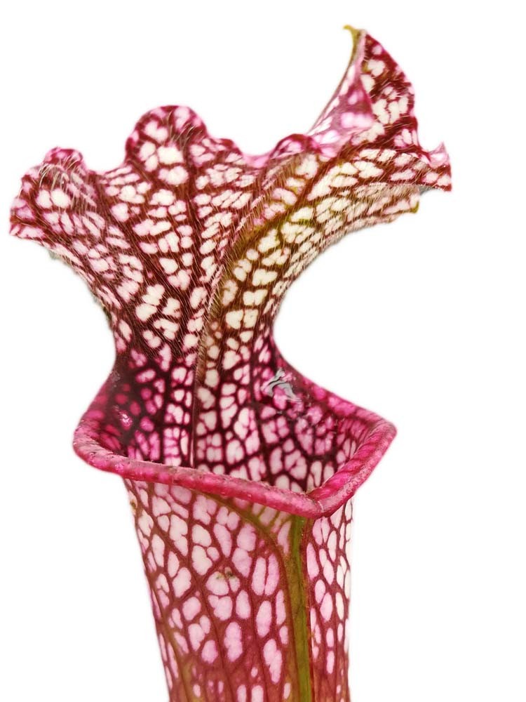 Sarracenia leucophylla L48A MK ,Hot pink Selections 1, Botanique