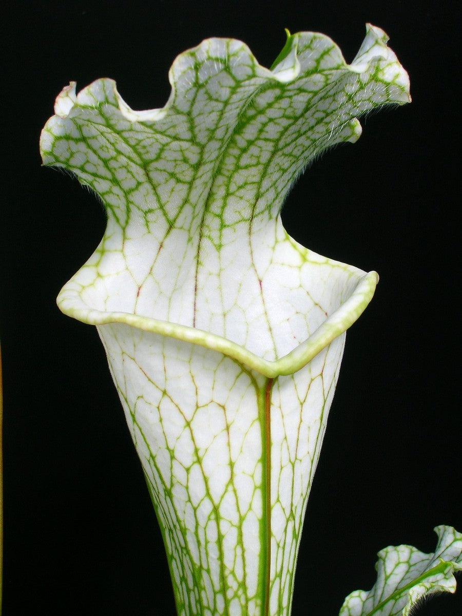 Sarracenia leucophylla L69 MK Yellow flowered form, Citronelle, AL.W