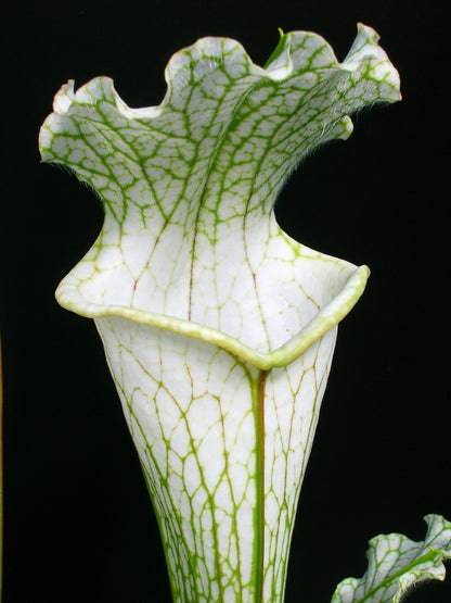Sarracenia leucophylla L69 MK Yellow flowered form, Citronelle, AL.W