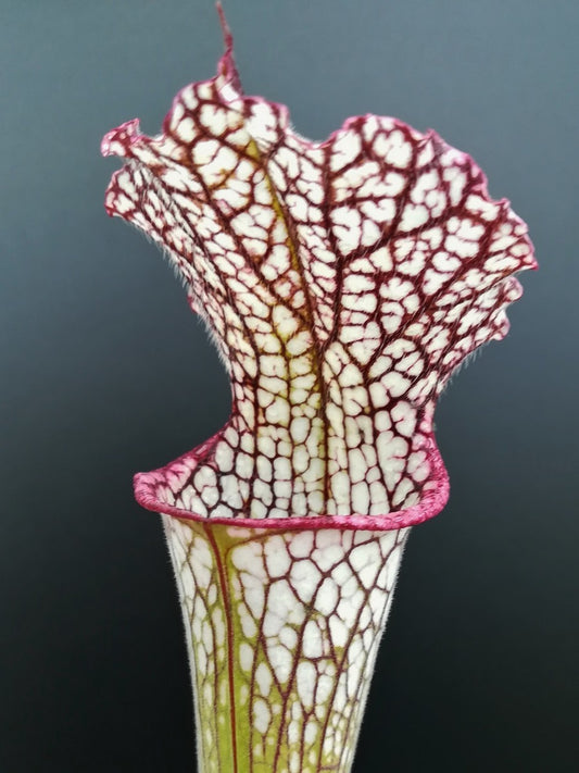 Sarracenia leucophylla L7 MK Pubescent form,Perdido, AL.,W