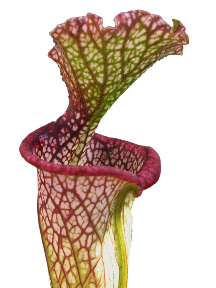 Sarracenia leucophylla "Pouty lip" SL27 AC