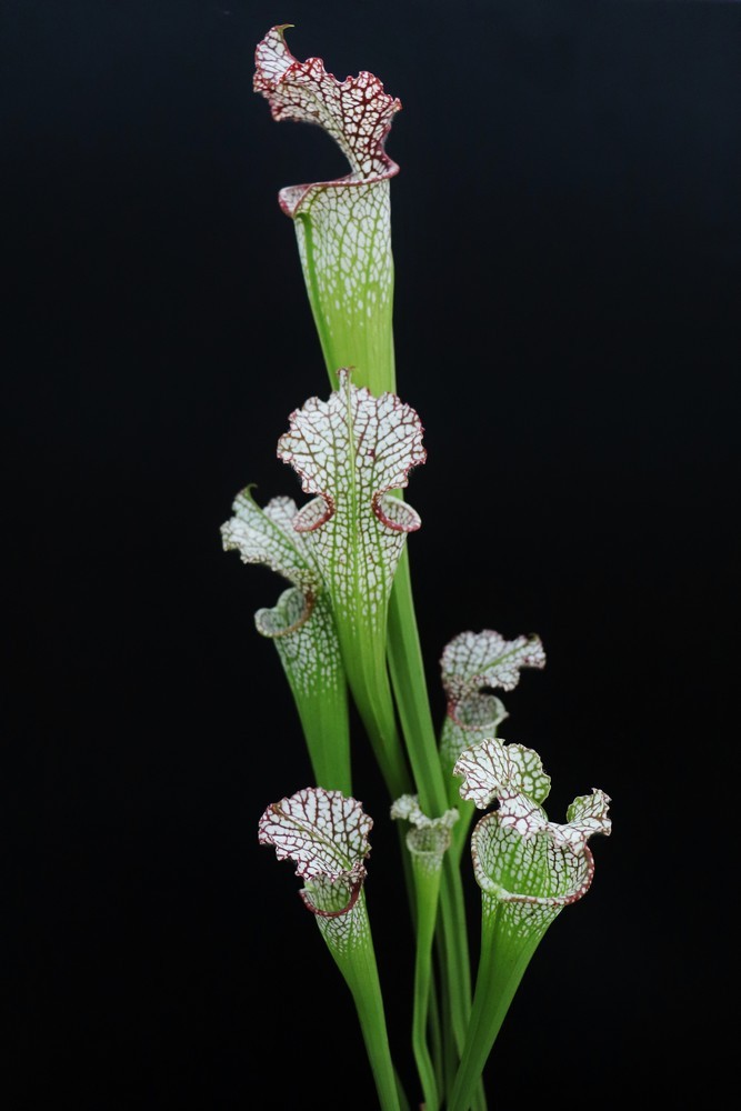 Sarracenia leucophylla Red & White , Marsure clone