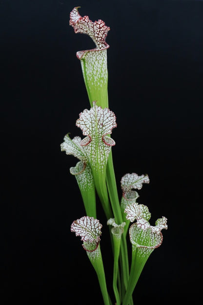 Sarracenia leucophylla Red & White , Marsure clone
