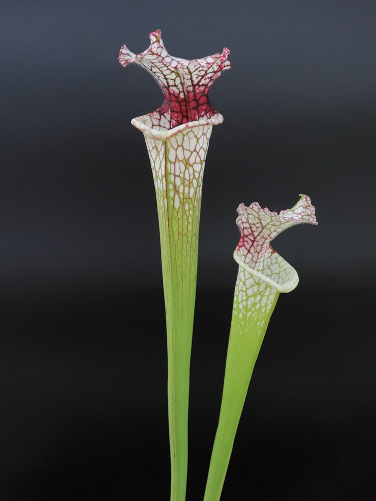 Sarracenia leucophylla SL61 AC "Red stripe throat"