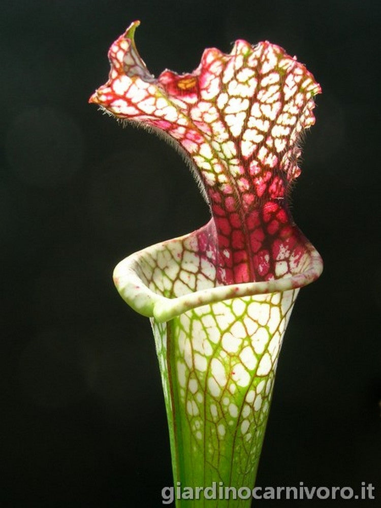 Sarracenia leucophylla SL61 AC "Red stripe throat"
