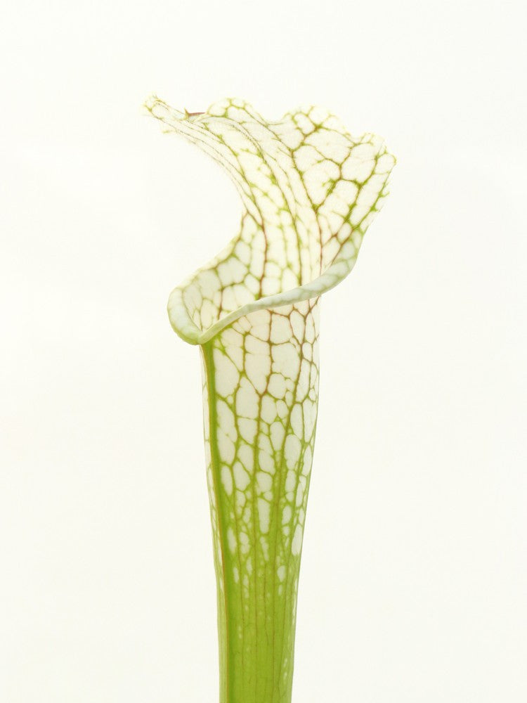 Sarracenia leucophylla SL99 Altair x Leuco White top