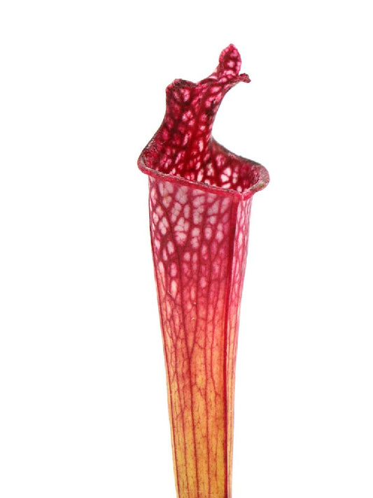 Sarracenia leucophylla 'Bris'