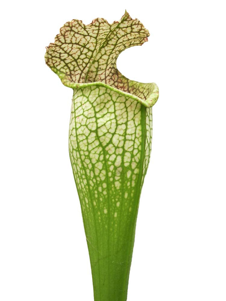 Sarracenia leucophylla " Bulbosa "