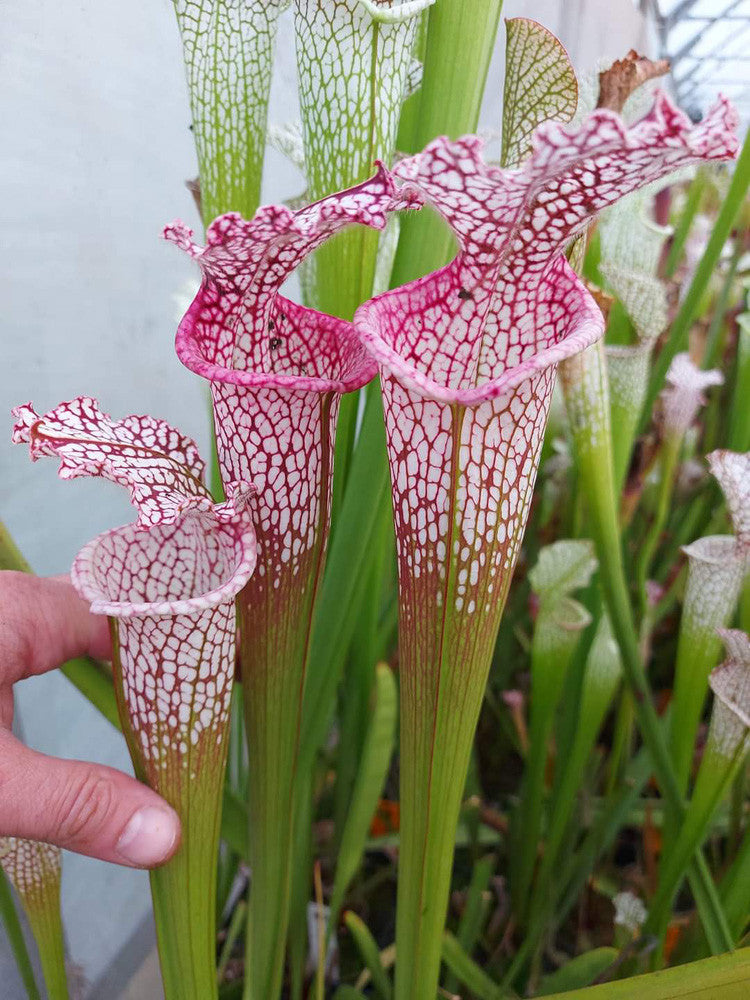 Sarracenia leucophylla  Franklin Co.