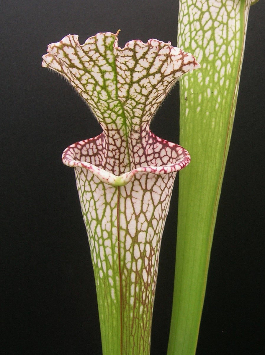 Sarracenia leucophylla " Giant " L30A Srba