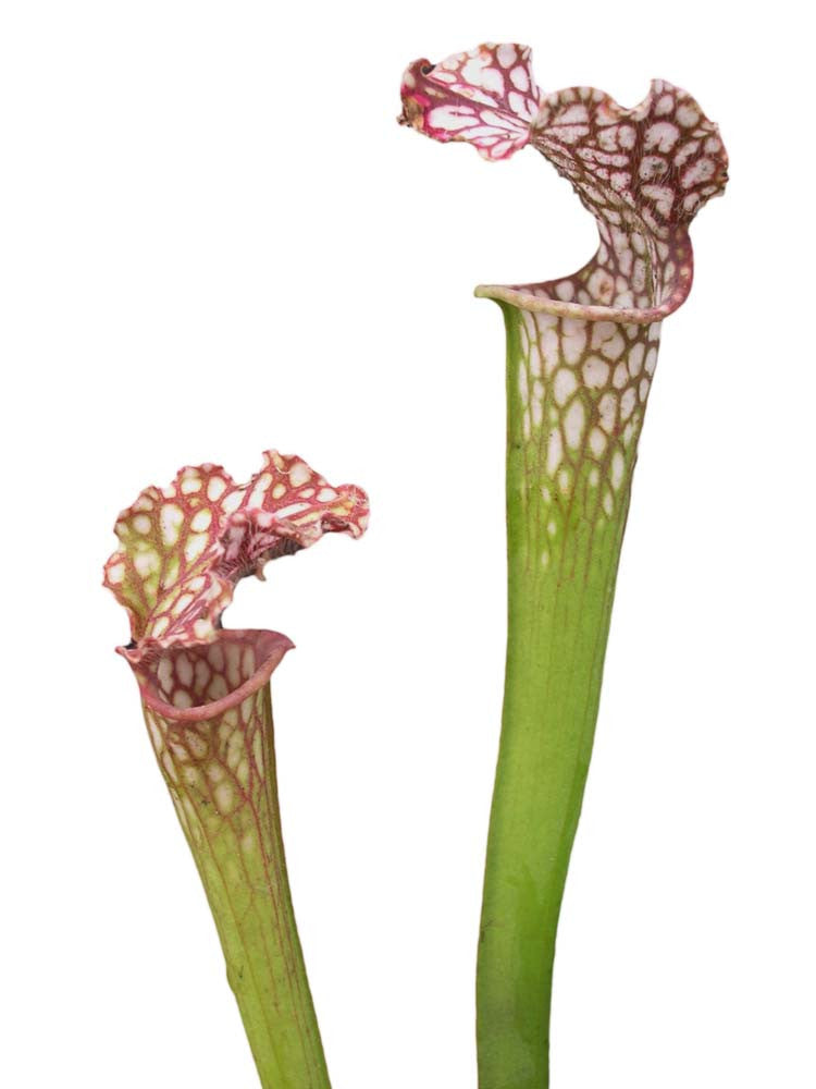 Sarracenia leucophylla  "Giant"  L77C MK