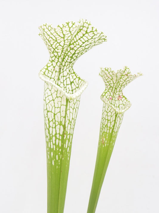 Sarracenia leucophylla  Hurricane Creek White clone C
