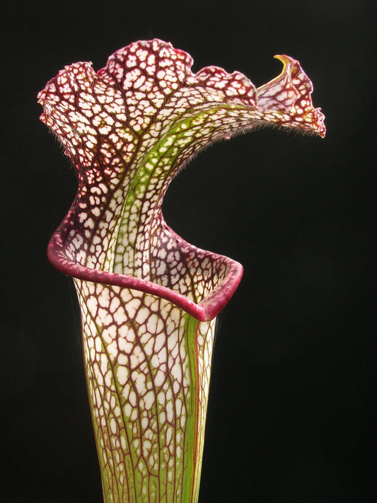 Sarracenia leucophylla  L09 PJ Plants