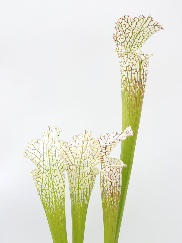 Sarracenia leucophylla  L102 MK
