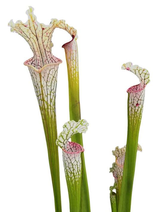 Sarracenia leucophylla  L14 PW x L02 MK