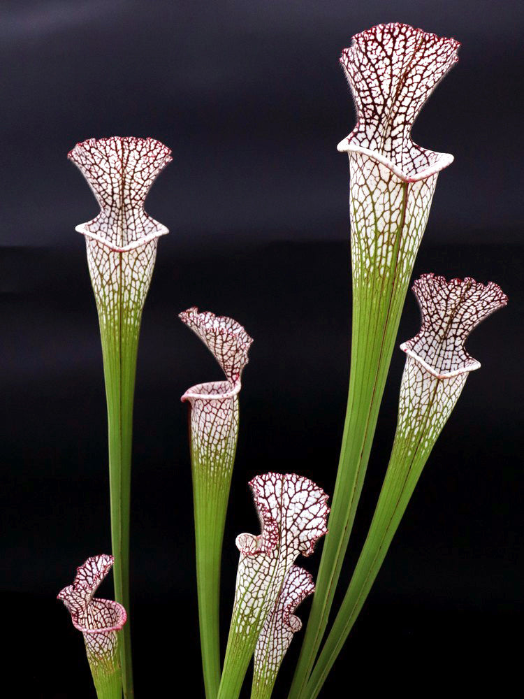 Sarracenia leucophylla  L23 MK Red & White