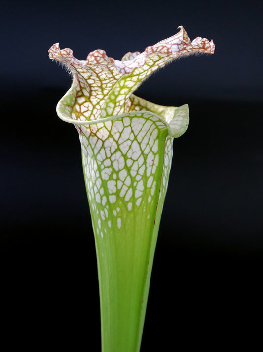 Sarracenia leucophylla  L35 MK