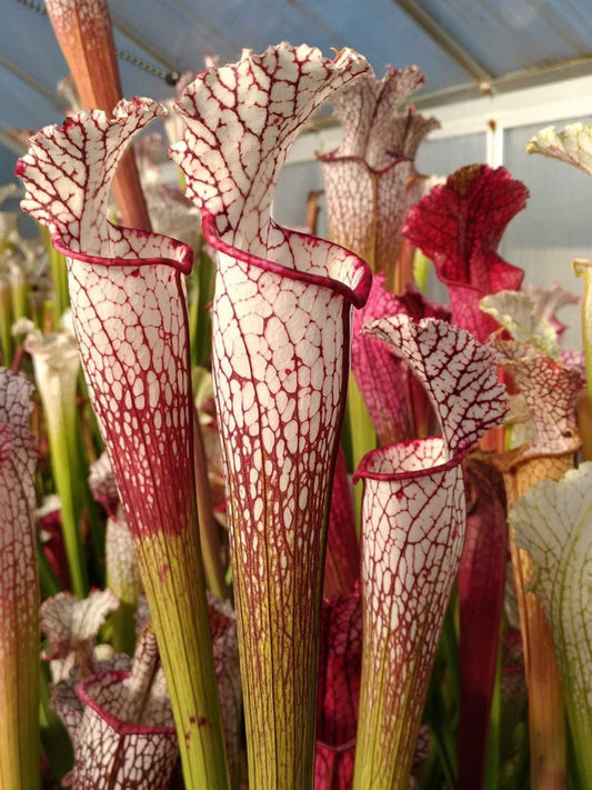 Sarracenia leucophylla  L45A Srba