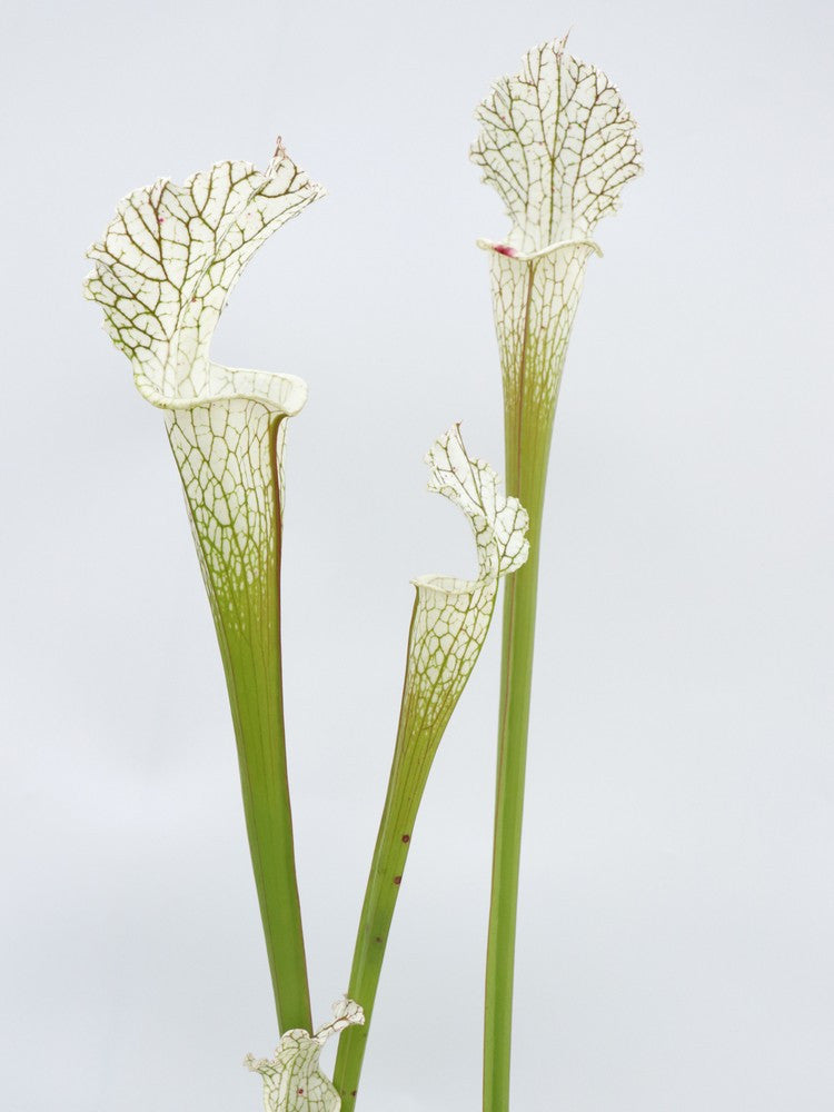 Sarracenia leucophylla  L62 MK