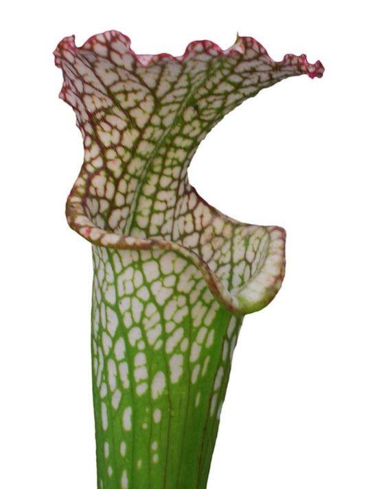 Sarracenia leucophylla  L63 MK