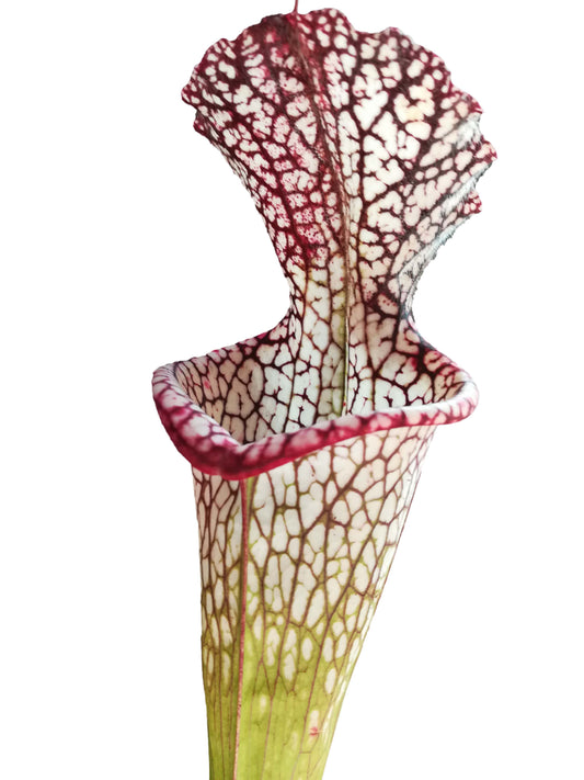 Sarracenia leucophylla  L67 MK
