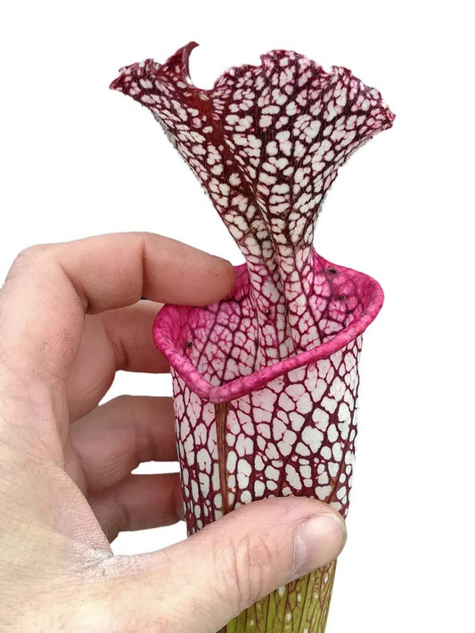 Sarracenia leucophylla  L70 MK