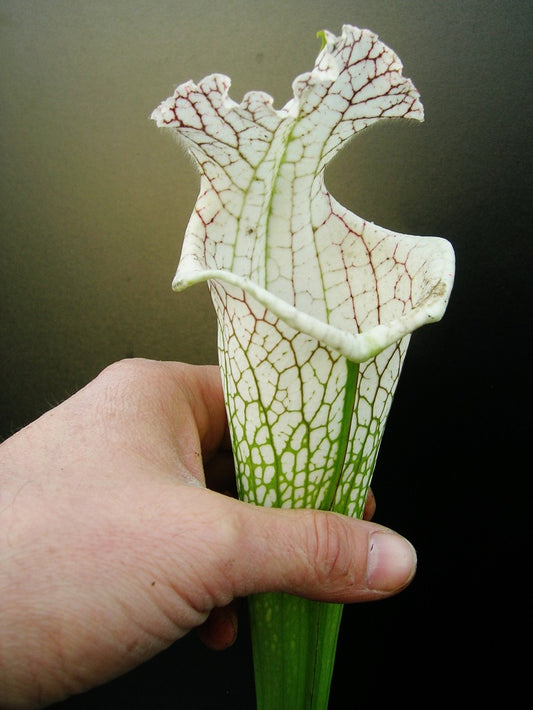 Sarracenia leucophylla  L78 MK