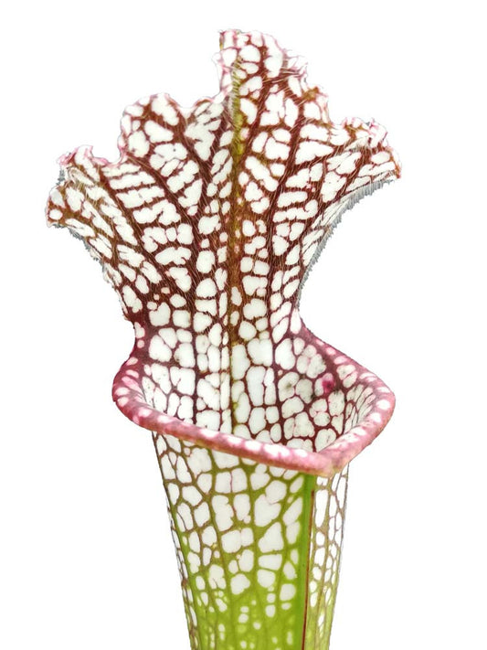 Sarracenia leucophylla  L83 MK