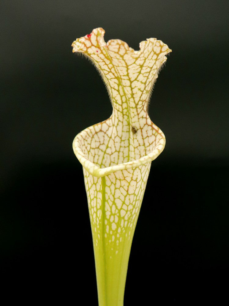 Sarracenia leucophylla  L97 MK  Ben’s Bog, Baldwin Co.