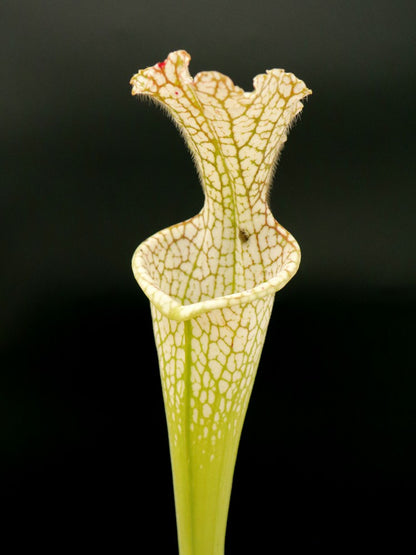 Sarracenia leucophylla  L97 MK  Ben’s Bog, Baldwin Co.