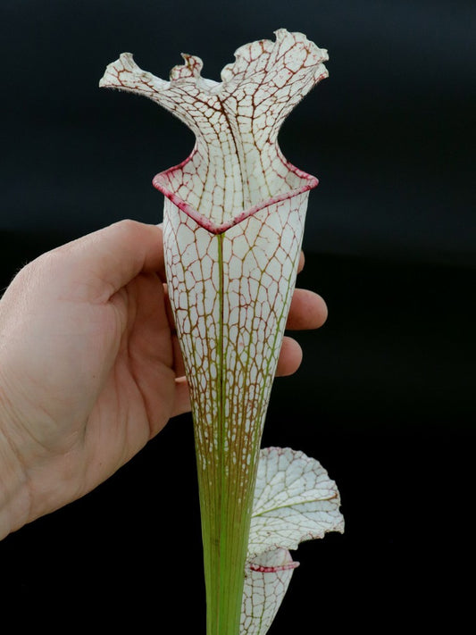 Sarracenia leucophylla  LE44 RVO