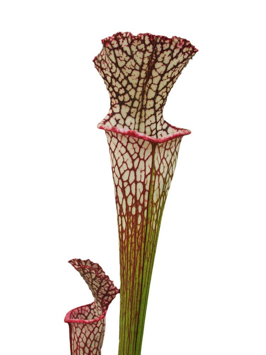 Sarracenia leucophylla  LE90 RVL